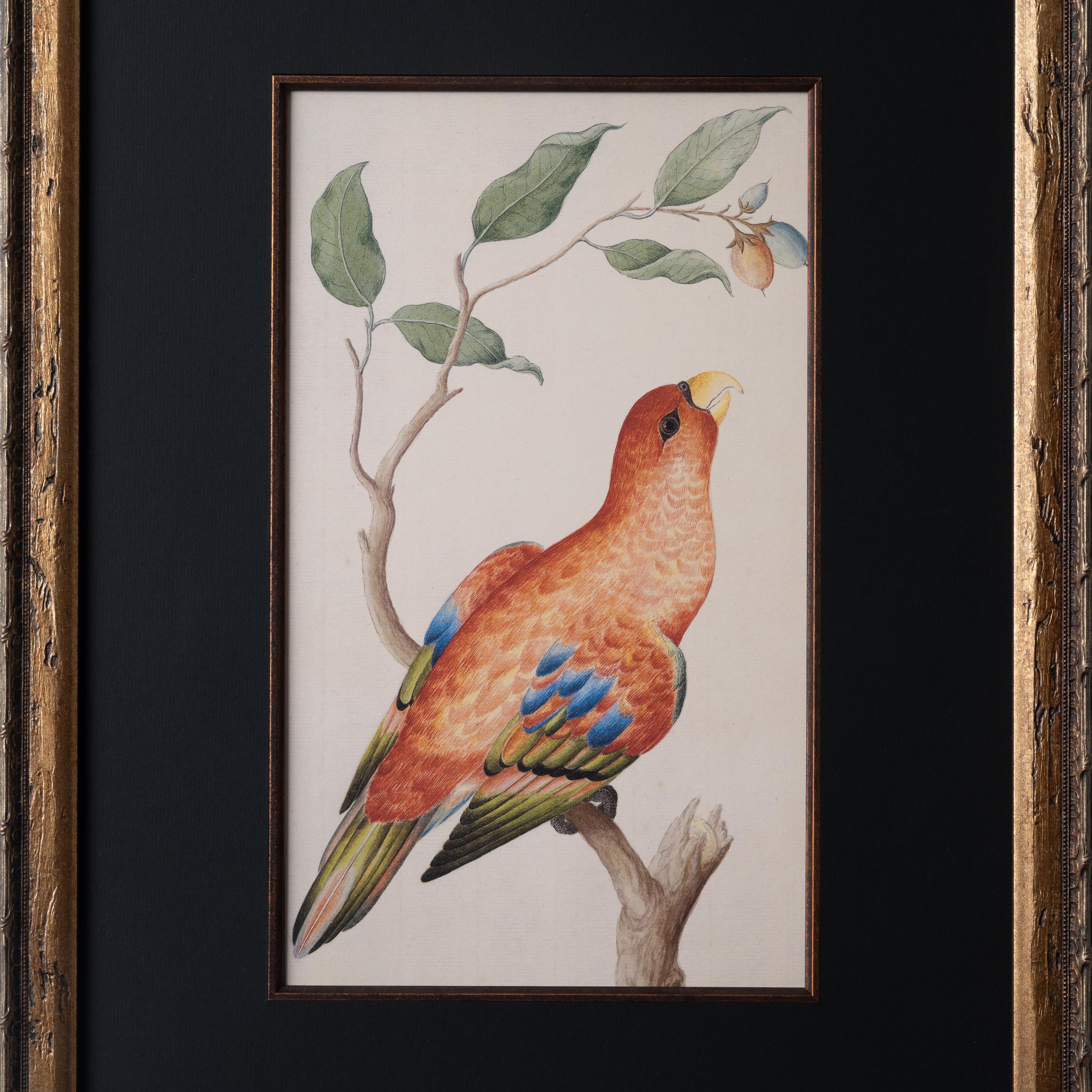 Uccello lori rossi Stampa di Pieter Cornelius de Bevere In condizioni buone in vendita a Savannah, GA