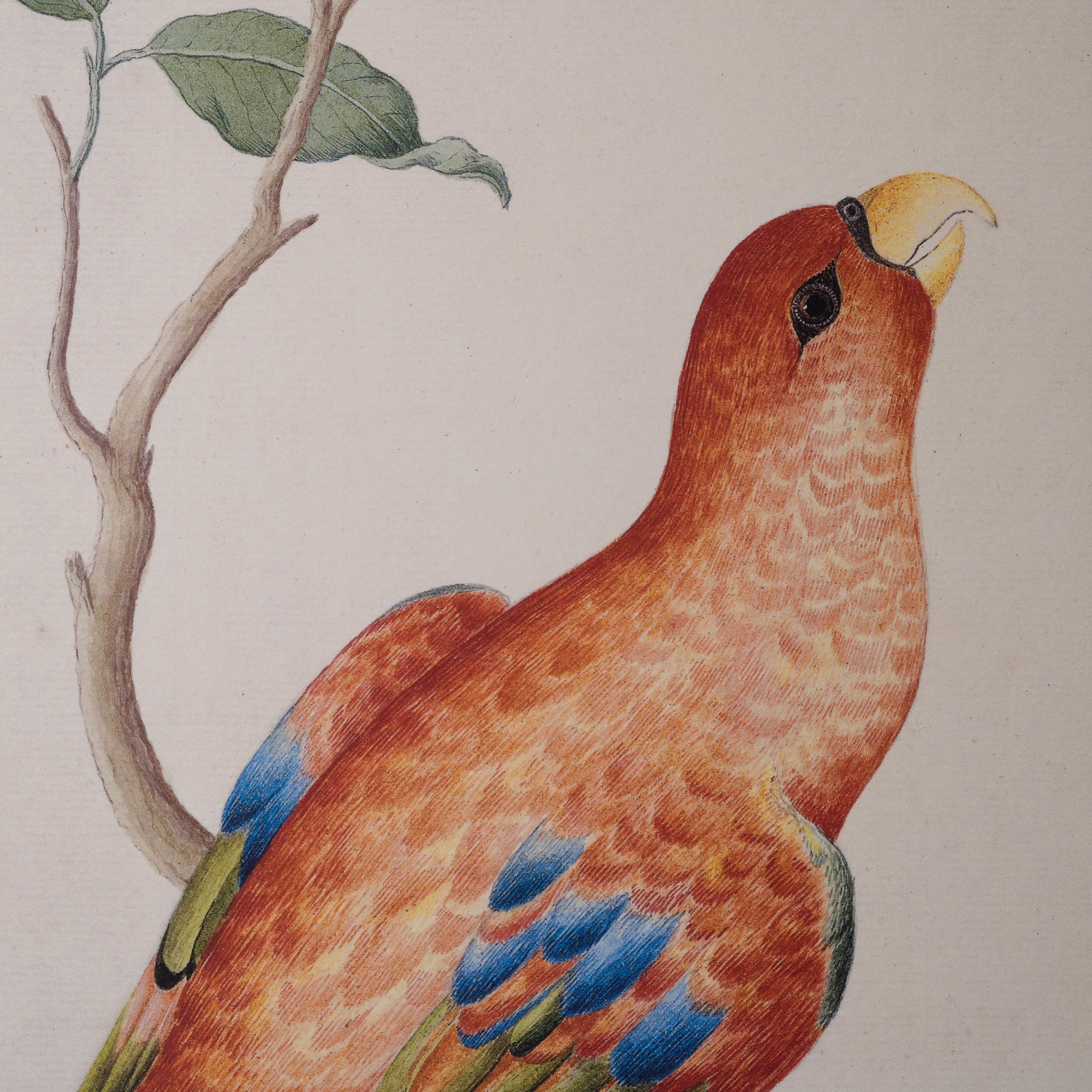 XX secolo Uccello lori rossi Stampa di Pieter Cornelius de Bevere in vendita