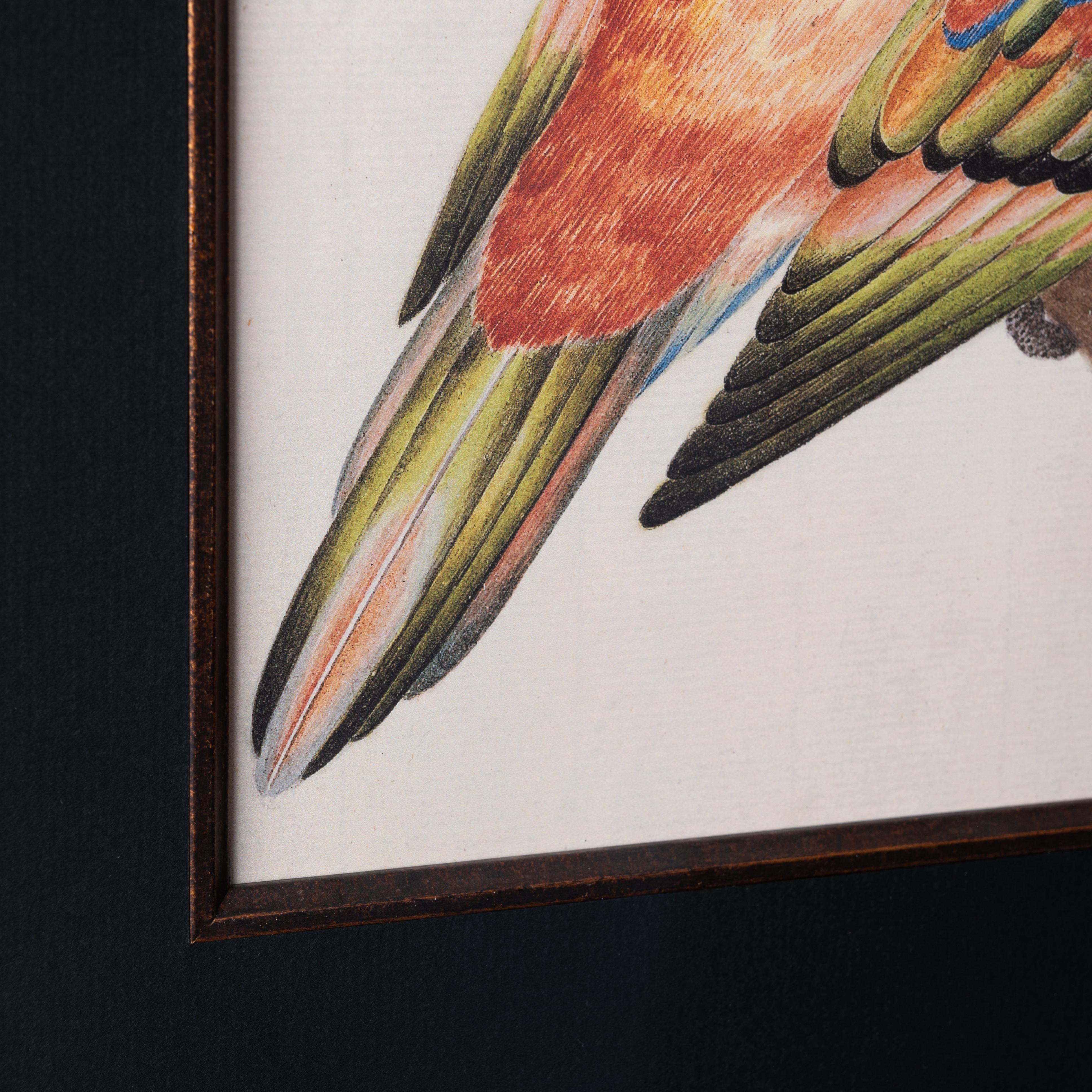 Uccello lori rossi Stampa di Pieter Cornelius de Bevere in vendita 1