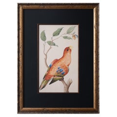 Vintage Red Lory Bird Print after Pieter Cornelius de Bevere 