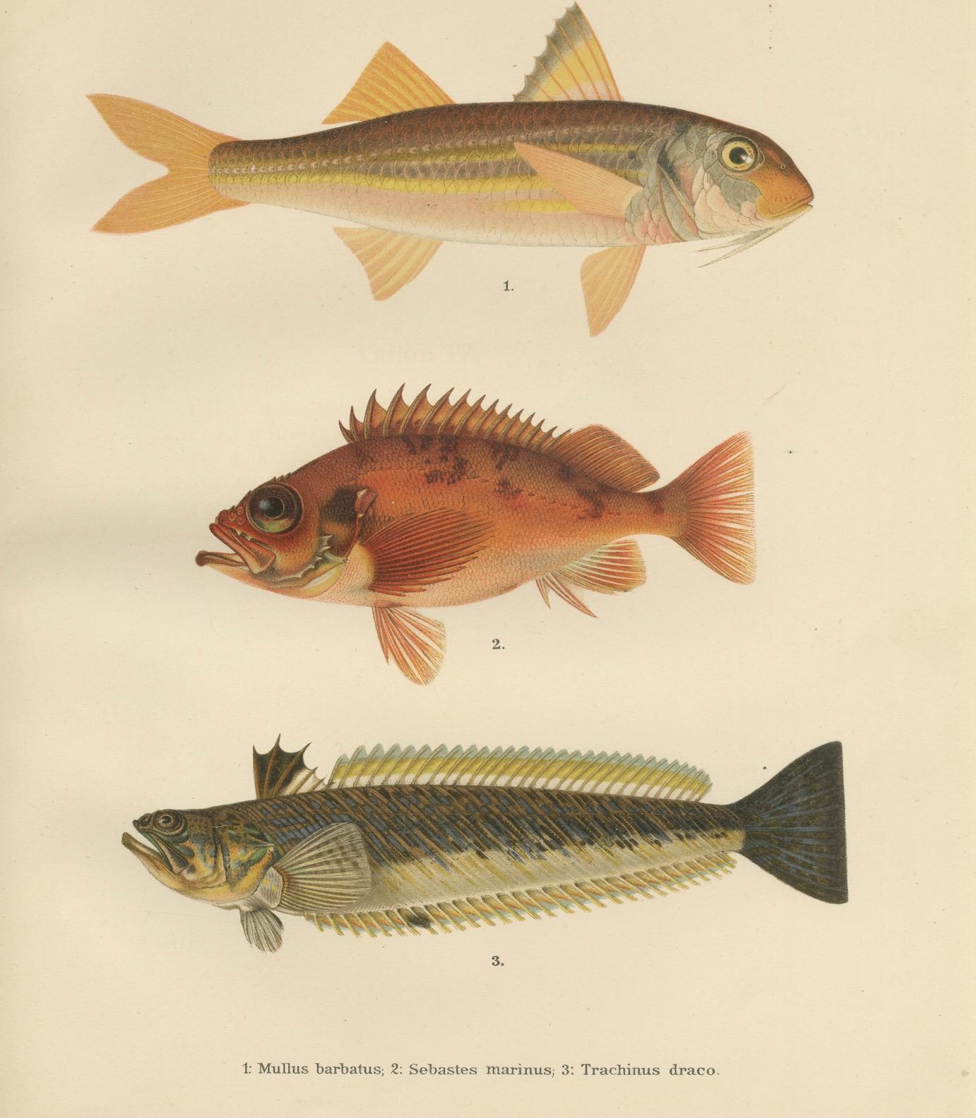 Rouget de roche, sébaste de Norvège, et grande girelle - Lithographie de poisson du 19ème siècle  

Cette exquise lithographie du 19e siècle de *Skandinaviens Fiskar* capture trois espèces de poissons scandinaves remarquables dans des détails