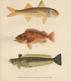 Red Mullet, Norway Redfish, and Greater Weever - Vibrant Fish Lithography, 1895