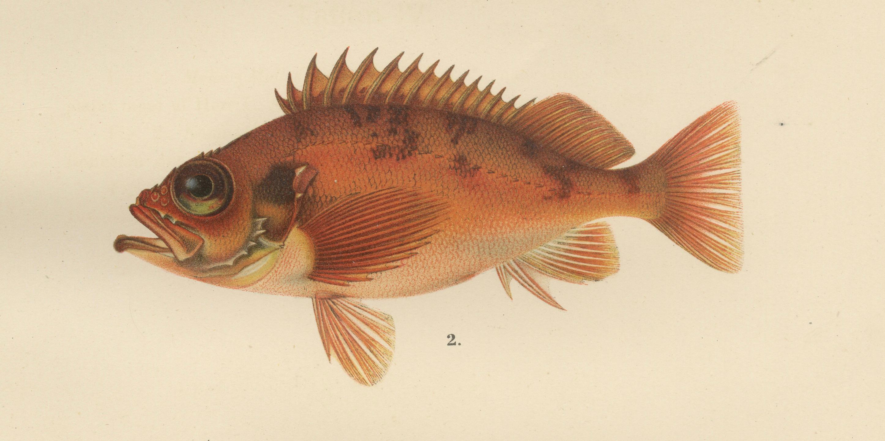 « Mullet, Norway Redfish, and Greater Weever - Lithographie de poissons vibrants, 1895 Bon état - En vente à Langweer, NL