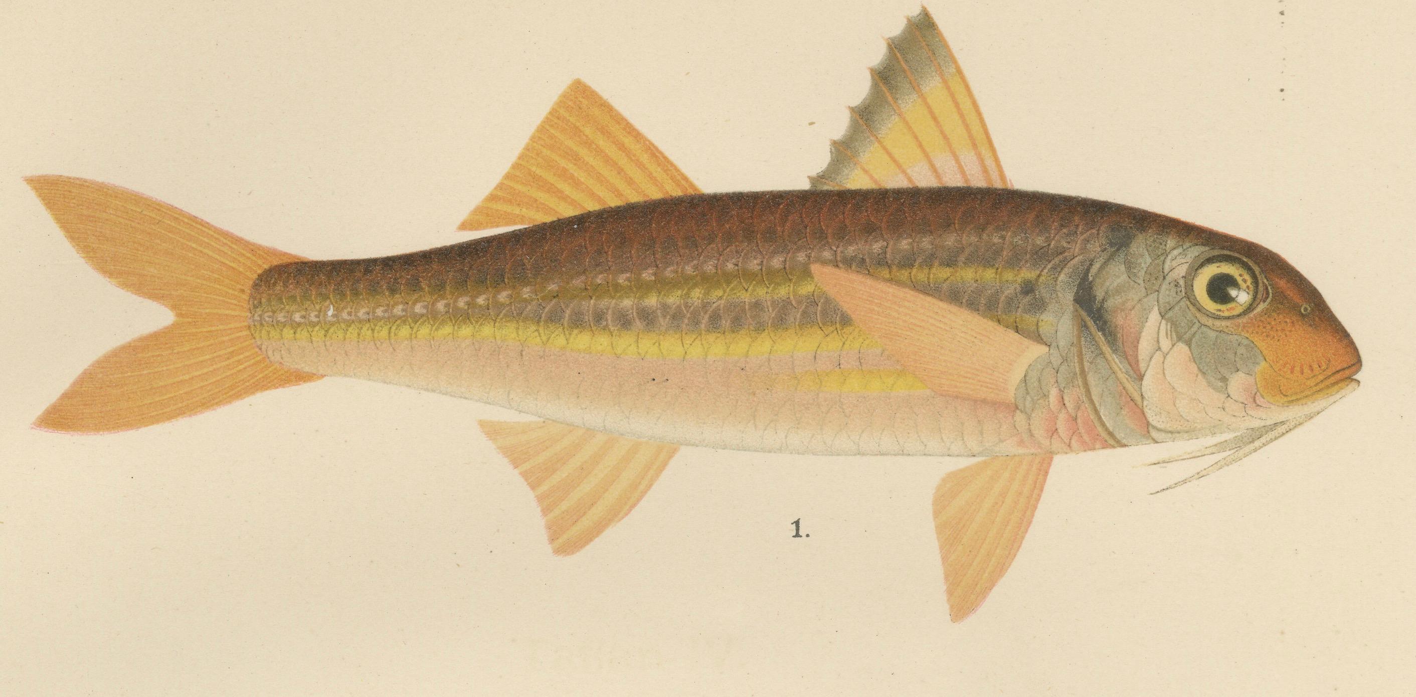 Fin du XIXe siècle « Mullet, Norway Redfish, and Greater Weever - Lithographie de poissons vibrants, 1895 en vente