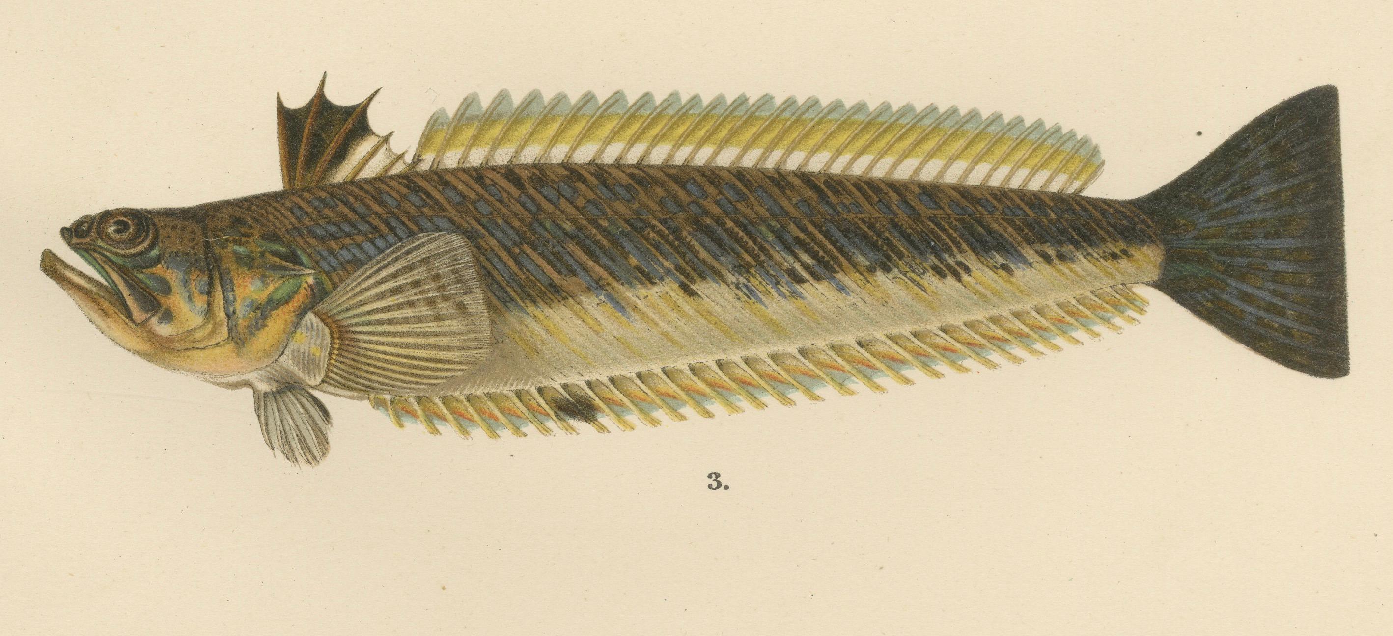 Papier « Mullet, Norway Redfish, and Greater Weever - Lithographie de poissons vibrants, 1895 en vente