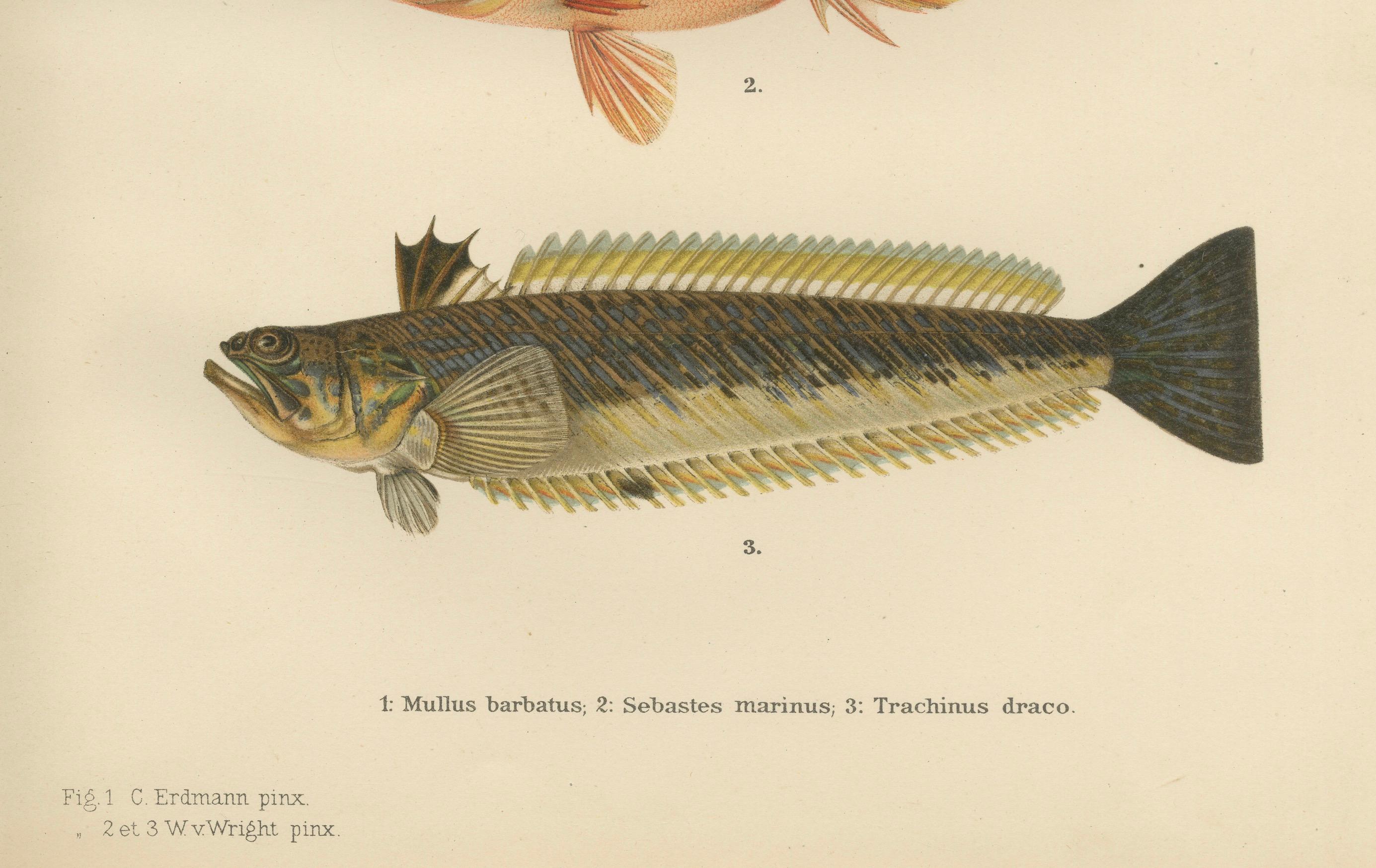 « Mullet, Norway Redfish, and Greater Weever - Lithographie de poissons vibrants, 1895 en vente 1