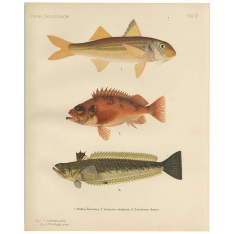 Red Mullet, Norway Redfish, and Greater Weever - Vibrant Fish Lithography, 1895