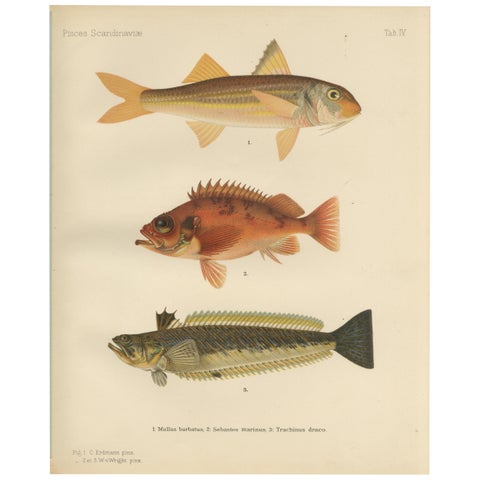 Red Mullet, Norway Redfish, and Greater Weever - Vibrant Fish Lithography, 1895