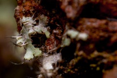 "Red Panda", Limited Edition, Abstract Photography by Marko Milić