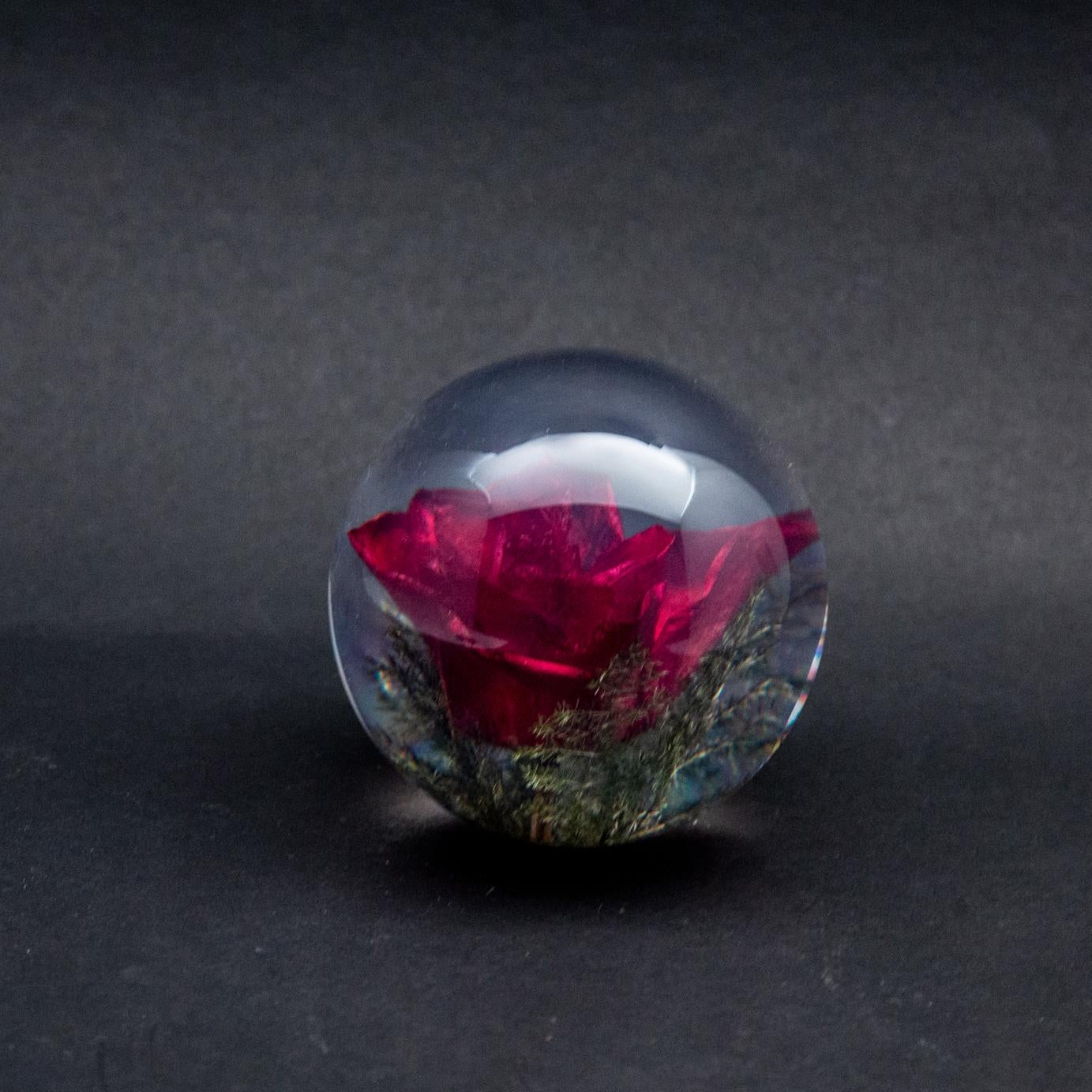 Fermacarte a forma di rosa rossa. Creato da una rosa rossa naturale incastonata. Misura: 3