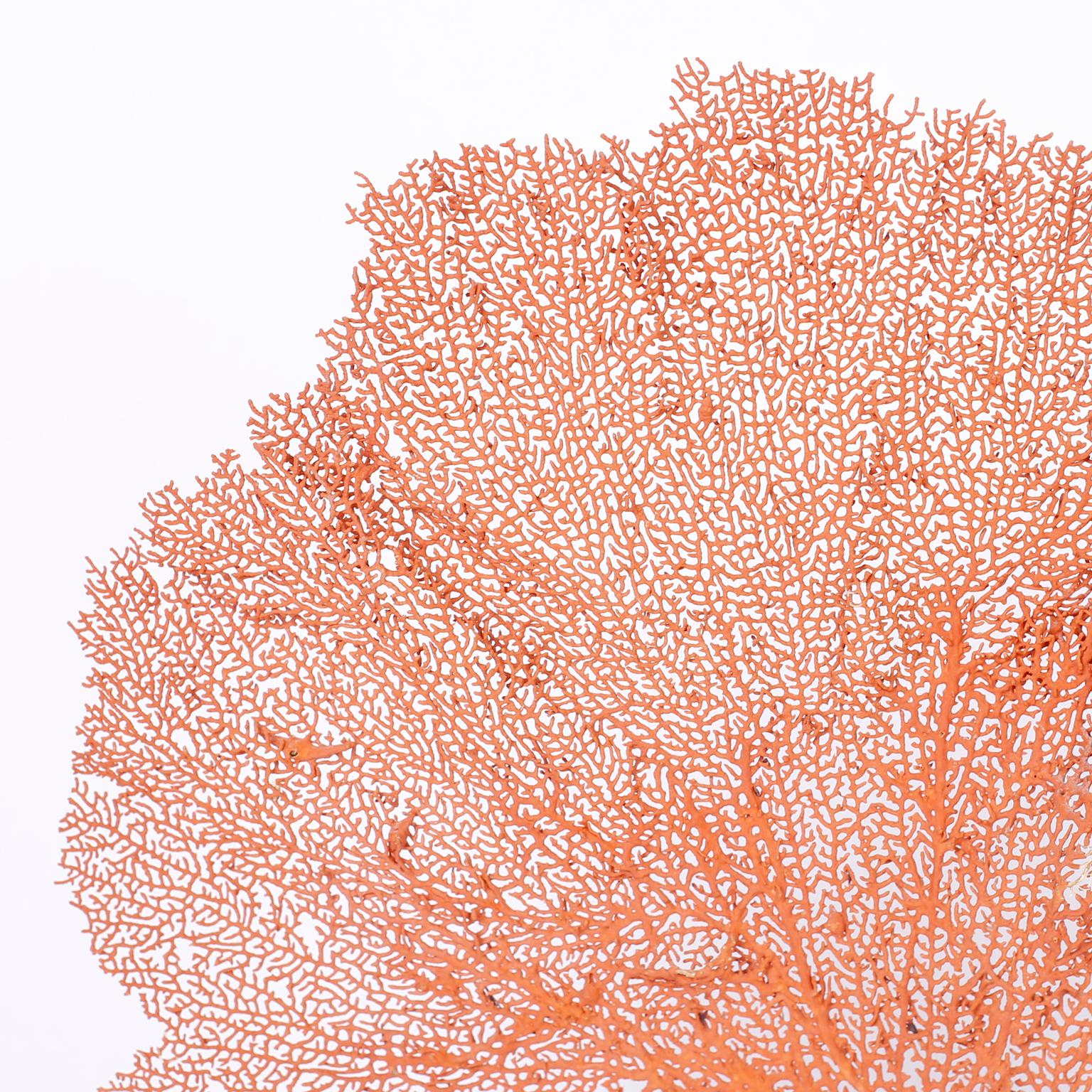 Authentic red sea fan specimen with its glorious form and vibrant tropical color, presented on a Lucite base.