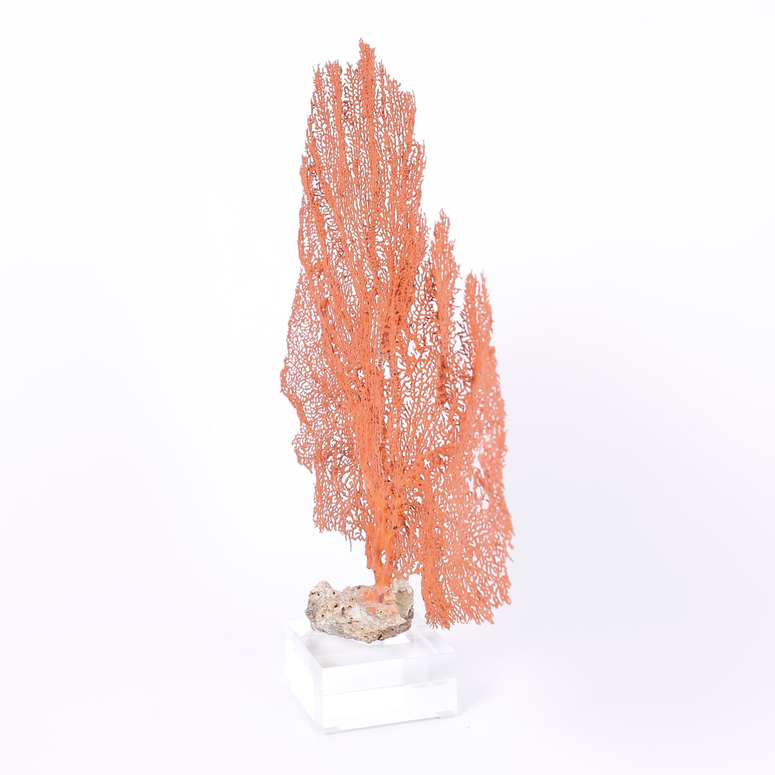 Red Sea Fan Specimen on Lucite In Good Condition In Palm Beach, FL
