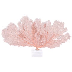 Red Sea Fan Specimen on Lucite