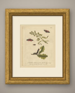 Red Spotted Moths and Oak Caterpillar, Albin Hand-Colored Insect Plate 82, 1720