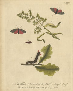 Red Spotted Moths and Oak Caterpillar, Albin Hand-Colored Insect Plate 82, 1720