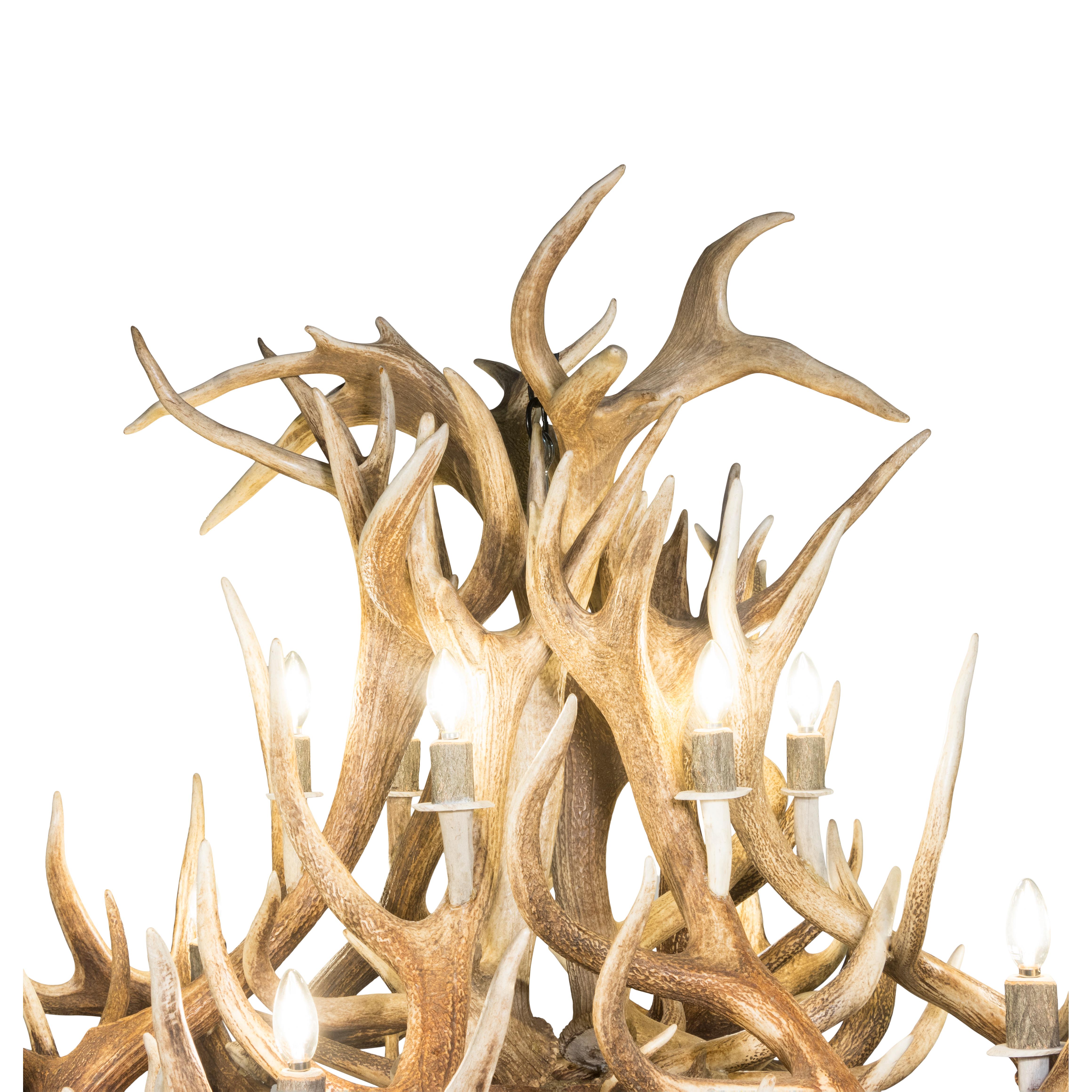stag's antler