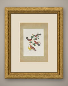 Red Tanagers, Brazilian Bird Print, Descourtilz, 1944