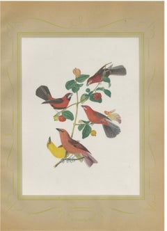 Red Tanagers, Brazilian Bird Print, Descourtilz, 1944