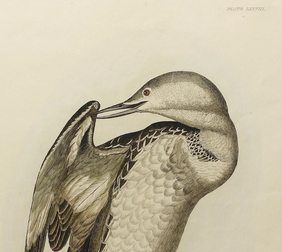 This is a first edition hand-colored engraving of the Red Throated Diver. Young. From the original folio of Prideaux John Selby’s Illustrations of British Ornithology, published between 1821-1834. This is the seventy-eighth plate in the folio, as