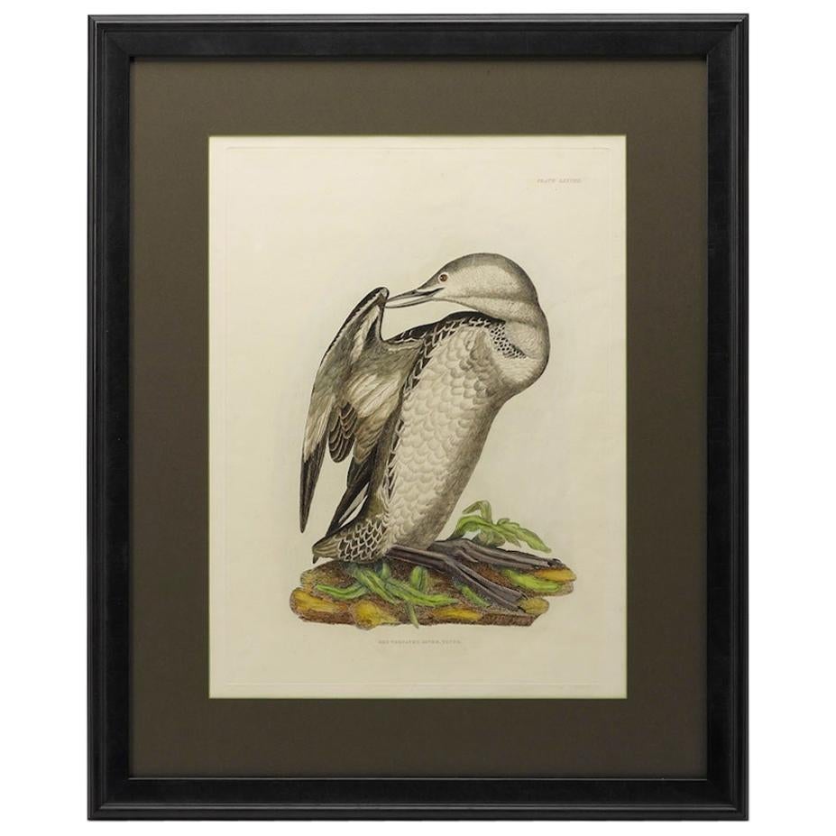 "Red Throated Diver. Young." by Prideaux Selby, Antique Hand-Colored Engraving