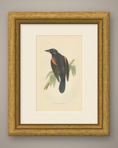 Red Winged Starling or Red Winged Blackbird, Morris Bird Print, 1896