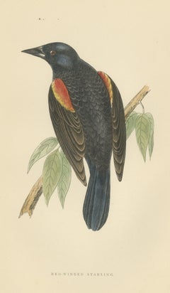 Red Winged Starling or Red Winged Blackbird, Morris Bird Print, 1896