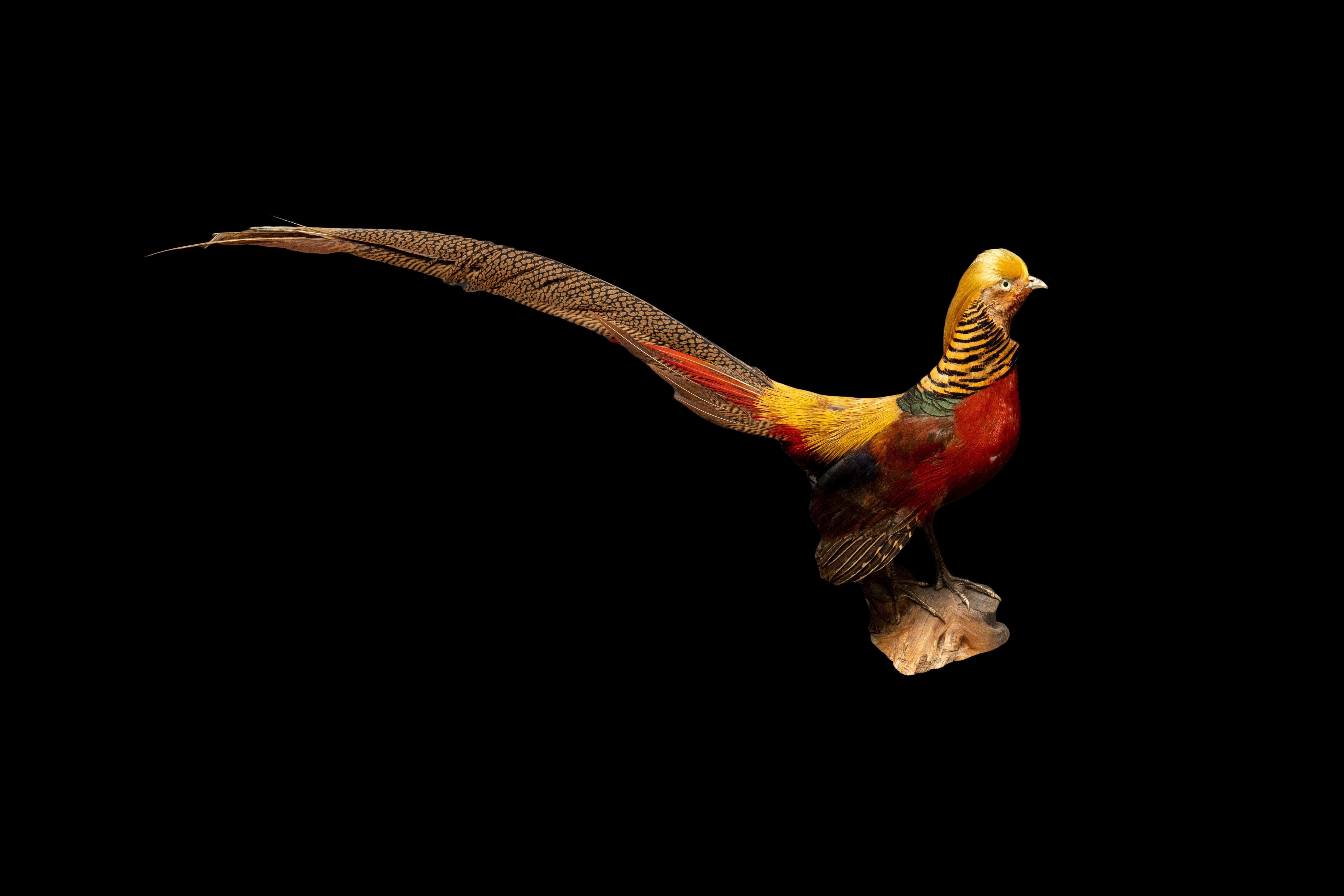 This beautiful taxidermy specimen features a Red Yellow Golden Pheasant, expertly mounted on a sturdy wooden base with the tail feathers proudly up. The pheasant's stunning plumage is captured in exquisite detail, with vibrant red and yellow
