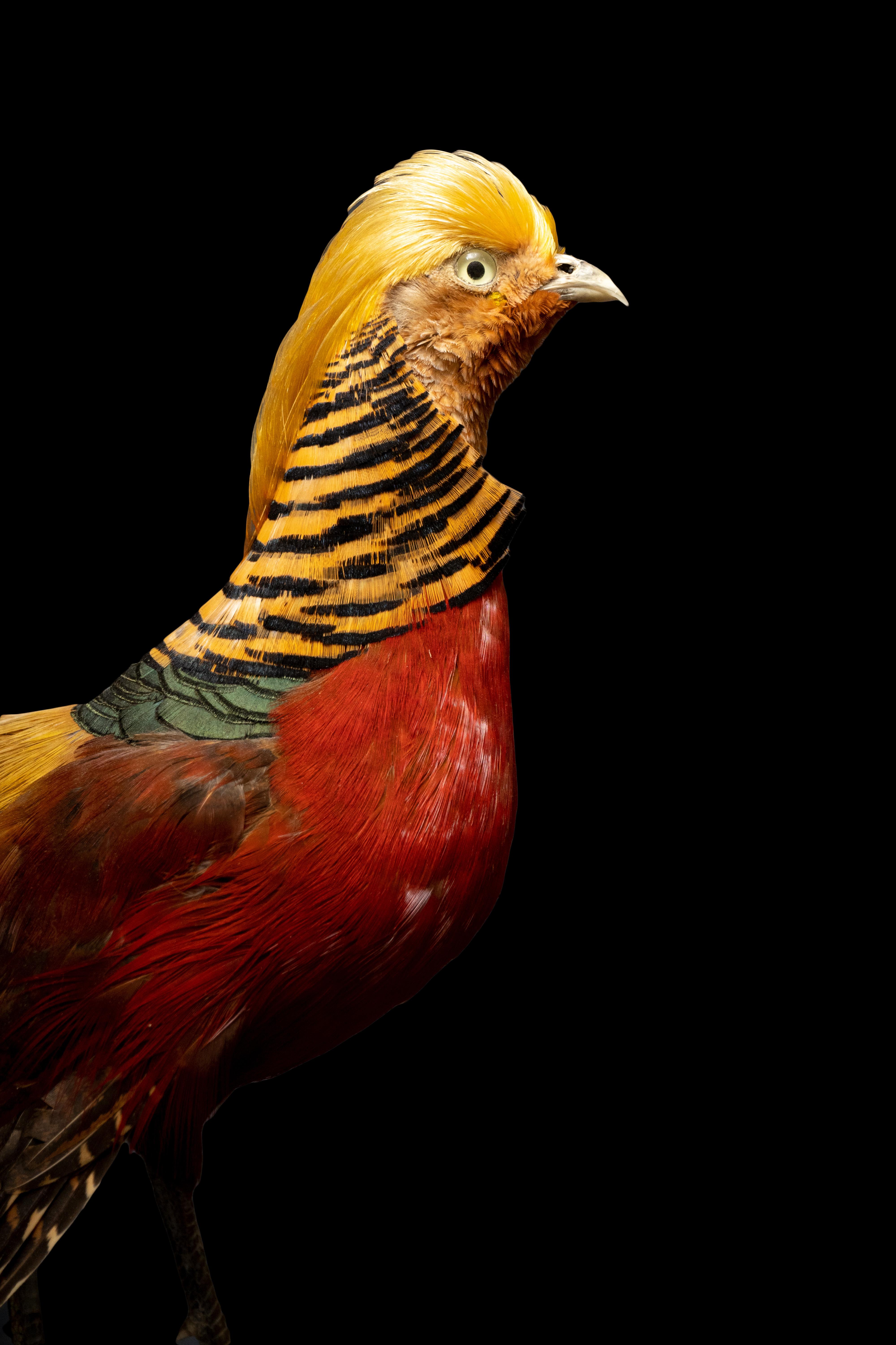 egyptian pheasant