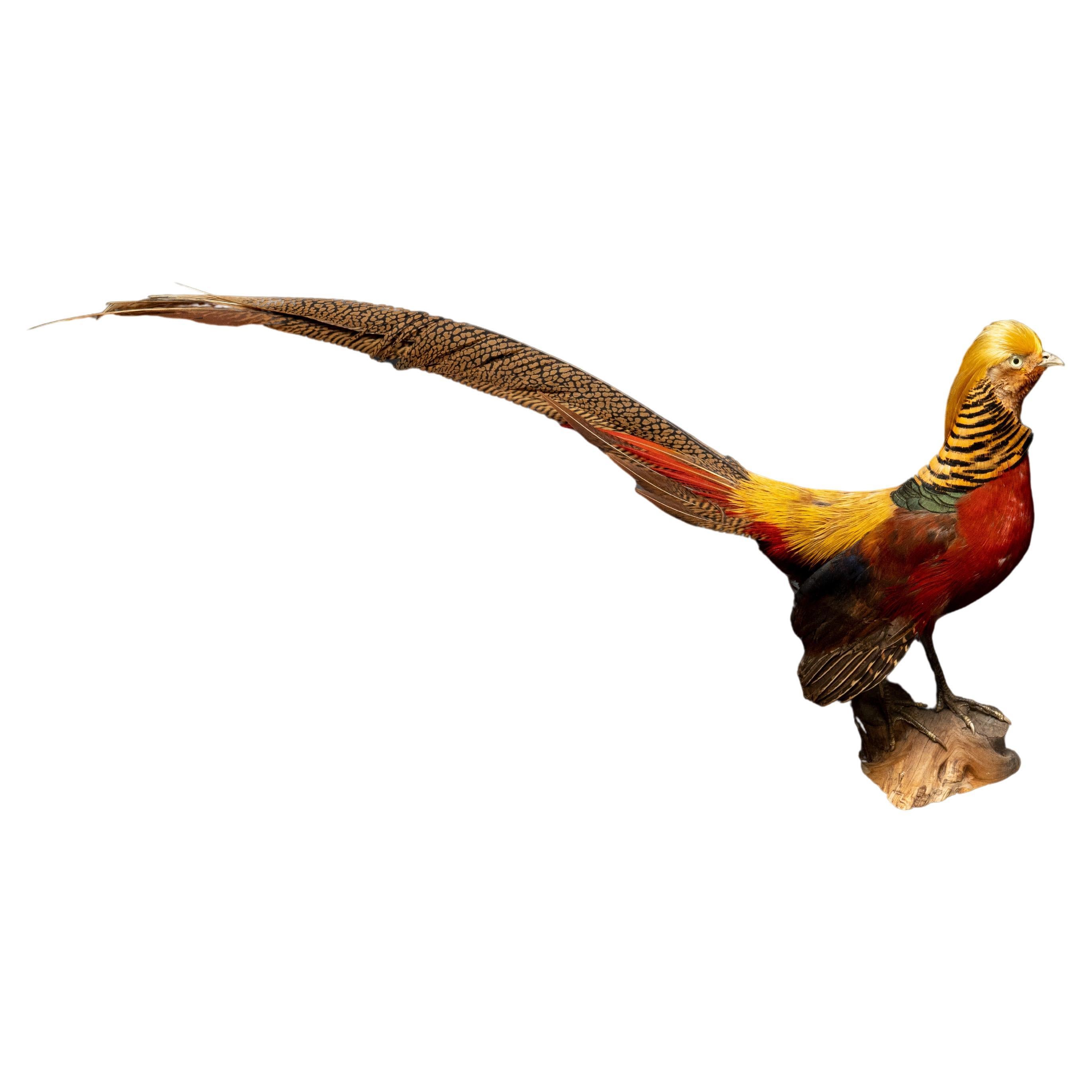 Red Yellow Golden Pheasant Mounted on Wood Base For Sale