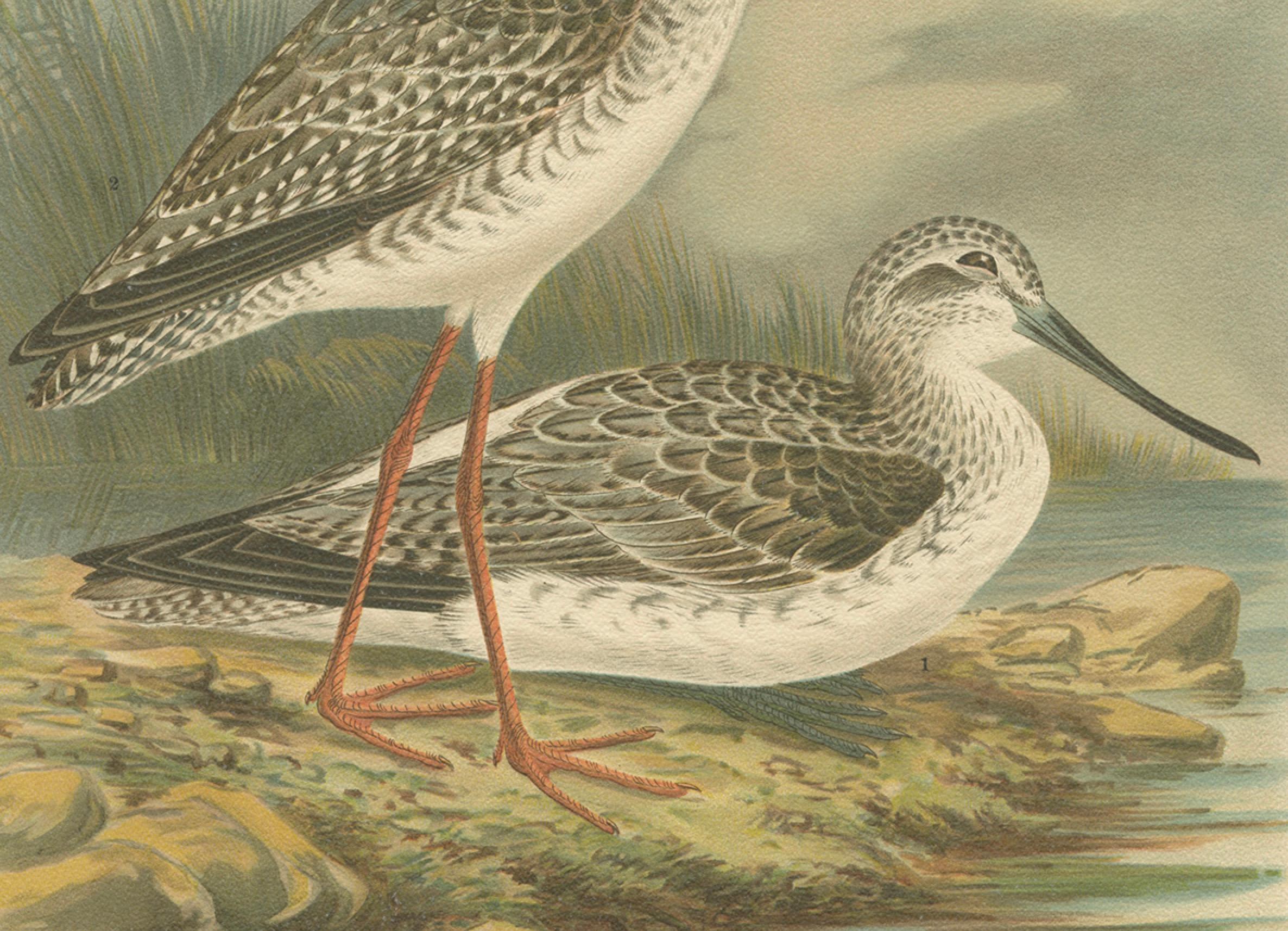Redshank and Greenshank in Winter Plumage, Antique Bird Lithograph c.1895

This fine chromolithograph, printed circa 1900, presents two beautifully illustrated wading birds: the Spotted Redshank (*Totanus fuscus*) and the Common Greenshank (*Totanus