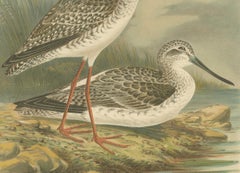 Redshank and Greenshank in Winter Plumage, Antique Bird Lithograph c.1895