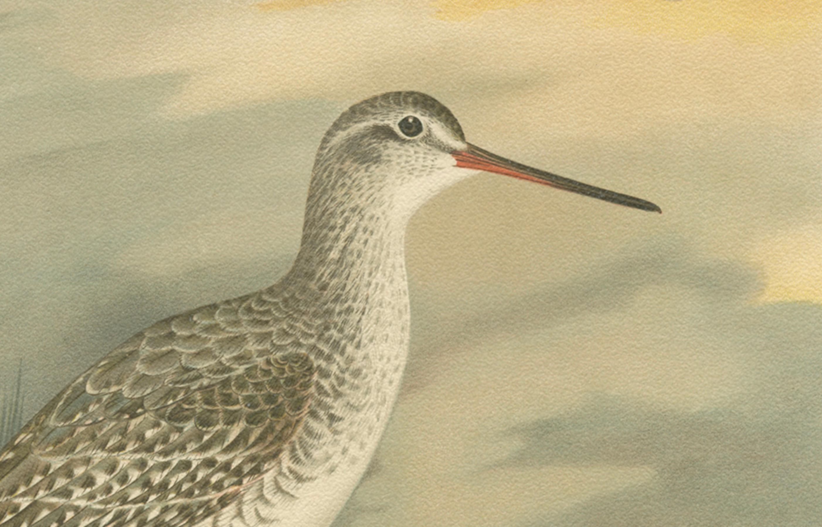 Redshank and Greenshank in Winter Plumage, Antique Bird Lithograph c.1895 In Good Condition For Sale In Langweer, NL