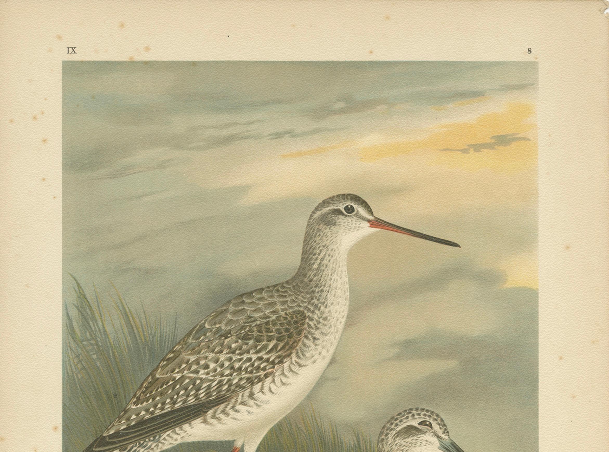 19th Century Redshank and Greenshank in Winter Plumage, Antique Bird Lithograph c.1895 For Sale
