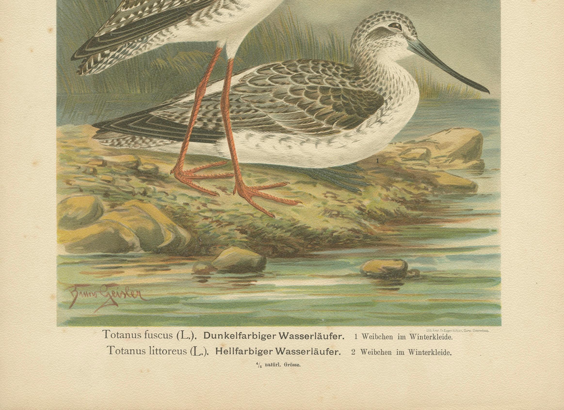 Paper Redshank and Greenshank in Winter Plumage, Antique Bird Lithograph c.1895 For Sale