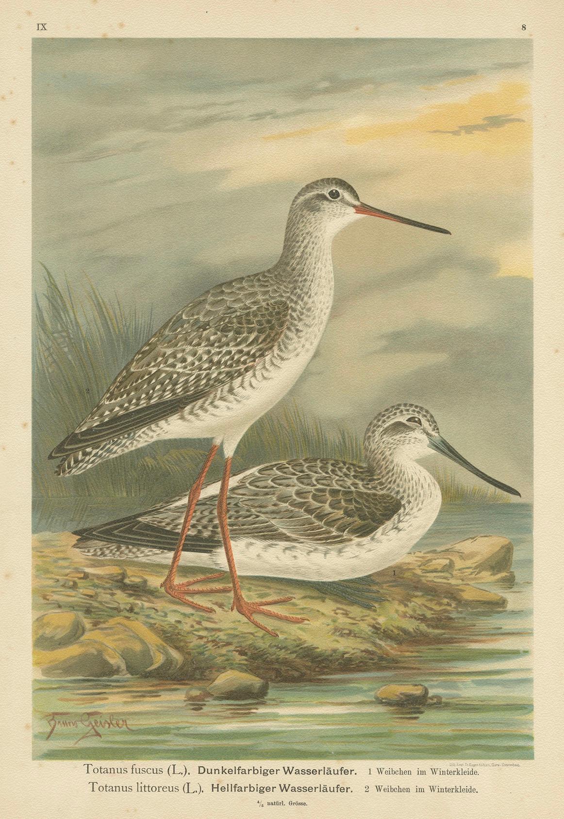 Redshank and Greenshank in Winter Plumage, Antique Bird Lithograph c.1895 For Sale 2
