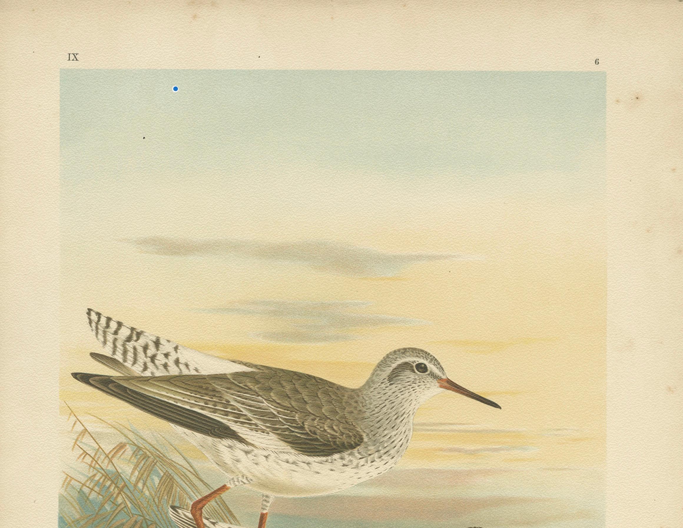 Redshank and Marsh Sandpiper, Antique Shorebird Lithograph c.1895

This antique chromolithograph, printed around 1900, features two elegant wading birds common to European wetlands: the Common Redshank (*Totanus totanus*) and the Marsh Sandpiper