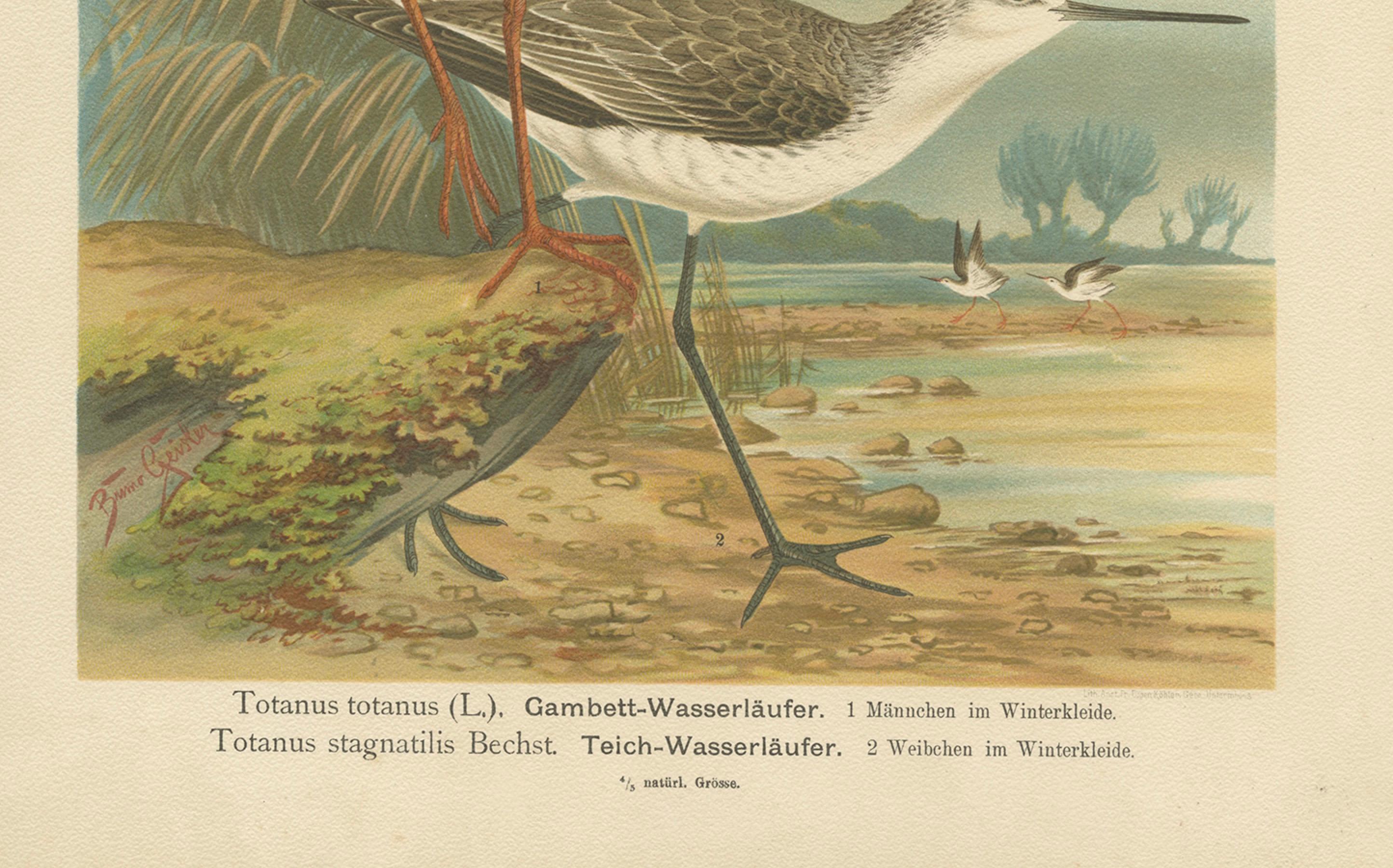 Redshank and Marsh Sandpiper, Antique Shorebird Lithograph c.1895 en Bueno estado para la venta en Langweer, NL