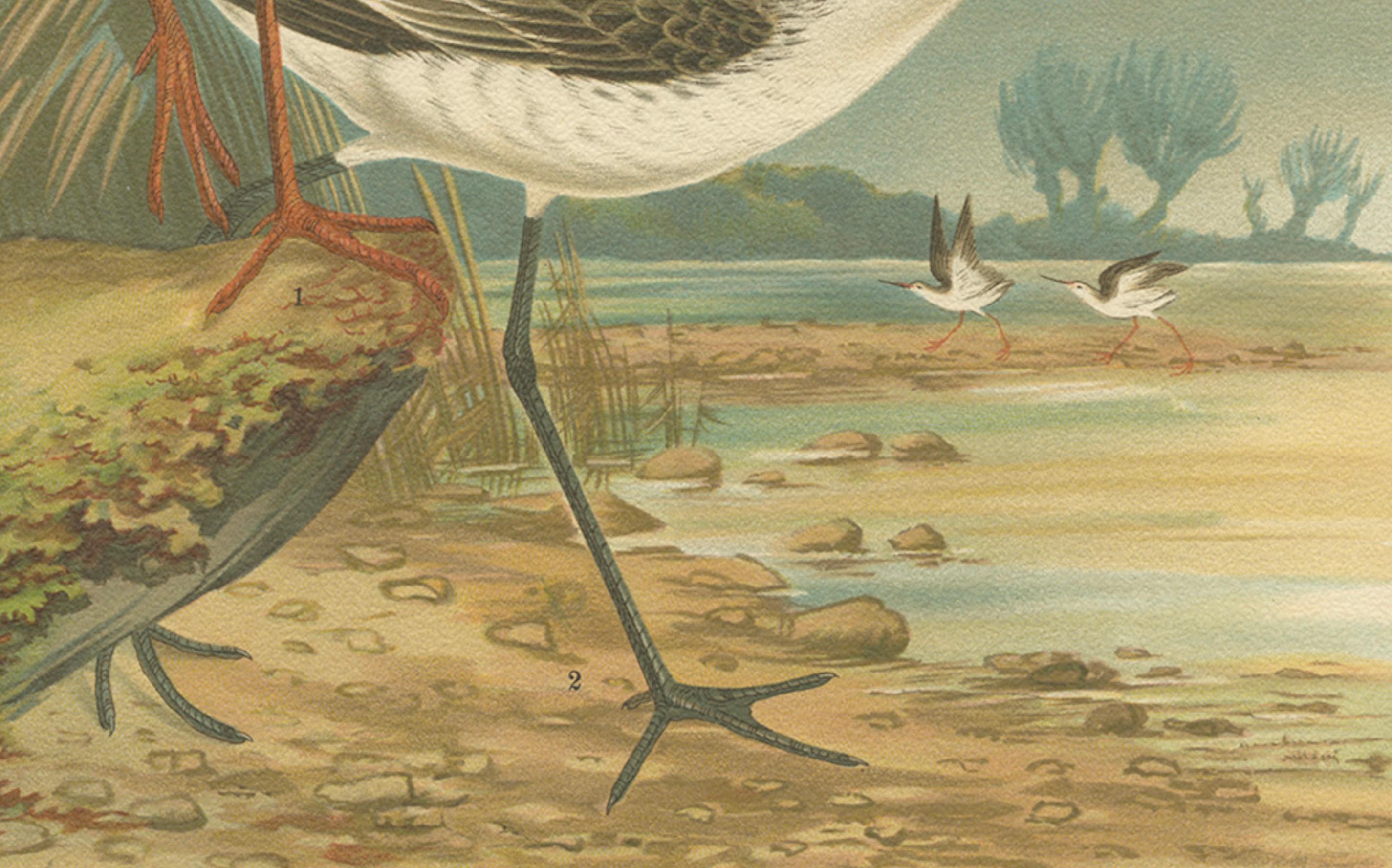 Redshank and Marsh Sandpiper, Antique Shorebird Lithograph c.1895 siglo XIX en venta