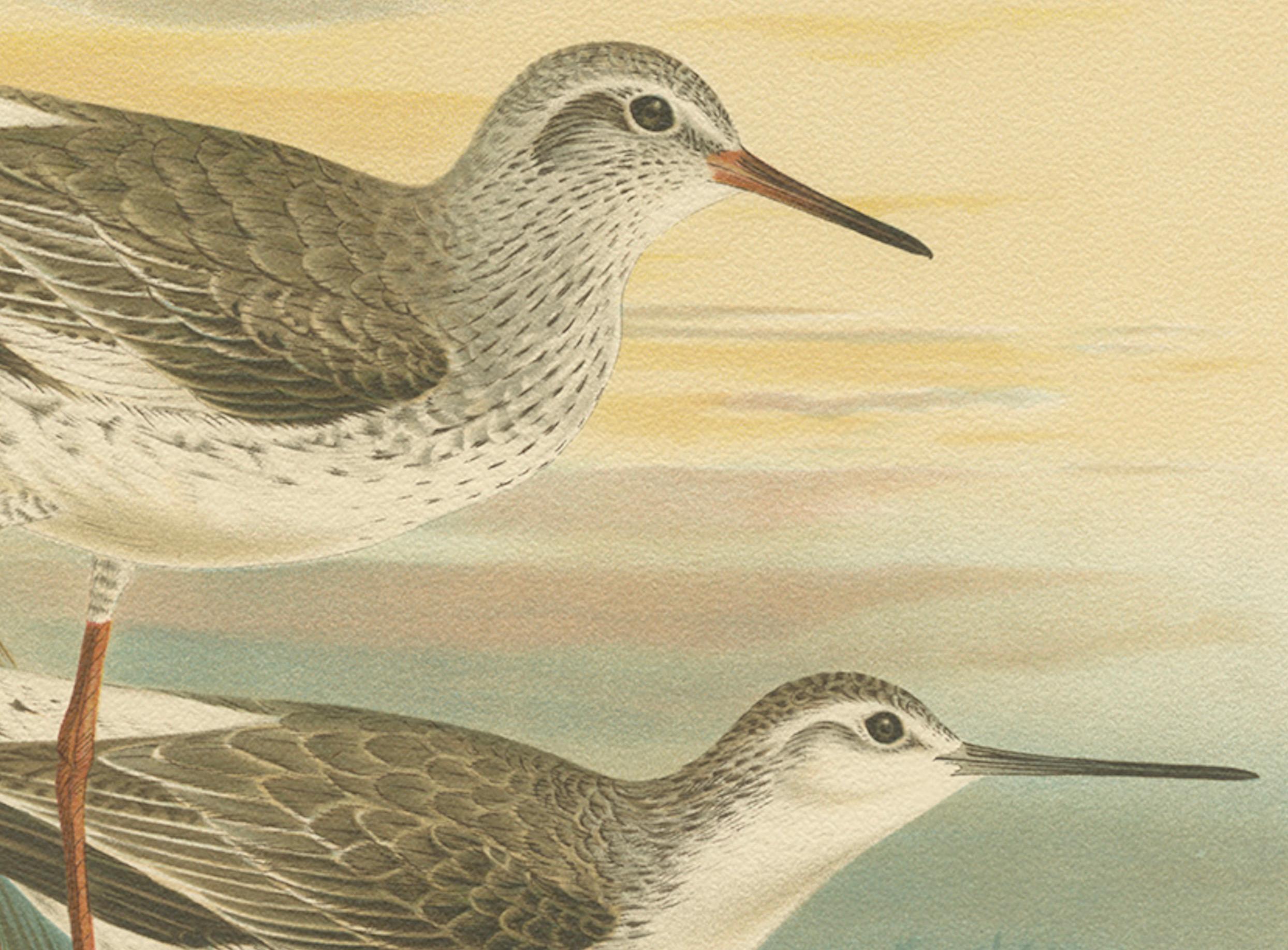Redshank and Marsh Sandpiper, Antique Shorebird Lithograph c.1895 Papel en venta