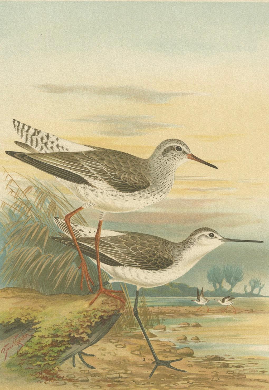 Redshank and Marsh Sandpiper, Antique Shorebird Lithograph c.1895 en venta 1
