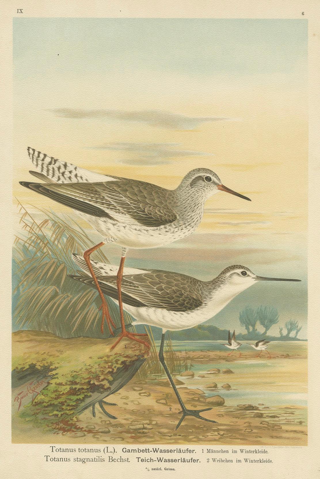 Redshank and Marsh Sandpiper, Antique Shorebird Lithograph c.1895 en venta 2