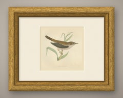 Reed Warbler Perched on a Reed, Hand Colored Bird Print by Morris, 1896