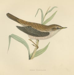 Reed Warbler Perched on a Reed, Hand Colored Bird Print by Morris, 1896