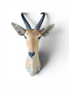 Reedbuck (Redunca arundinum) Shoulder Mount by Rowland Ward, London