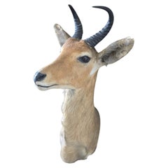 Reedbuck (Redunca arundinum) Shoulder Mount by Rowland Ward, London