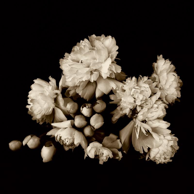 Fotografía, Vida, fotografía contemporánea sobre papel de arroz japonés.