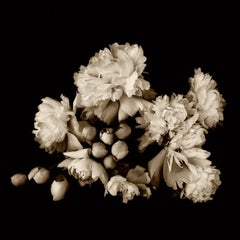 Fotografia, Vita, fotografia contemporanea su carta di riso giapponese.