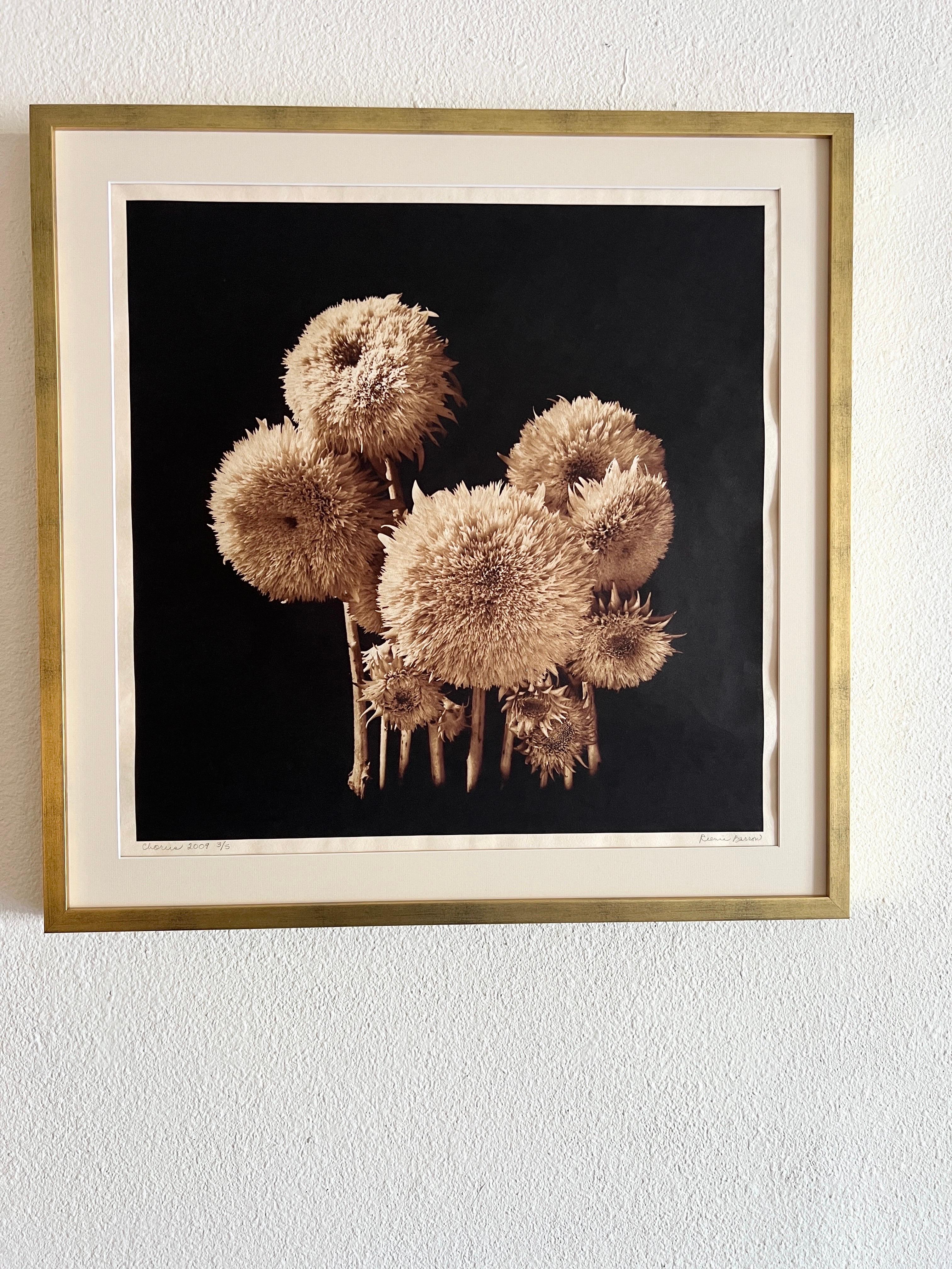 Coro, fotografía contemporánea de botánica. - Photograph de Reenie Barrow