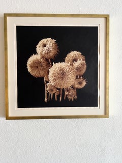 Choir, contemporary photography of botanica.