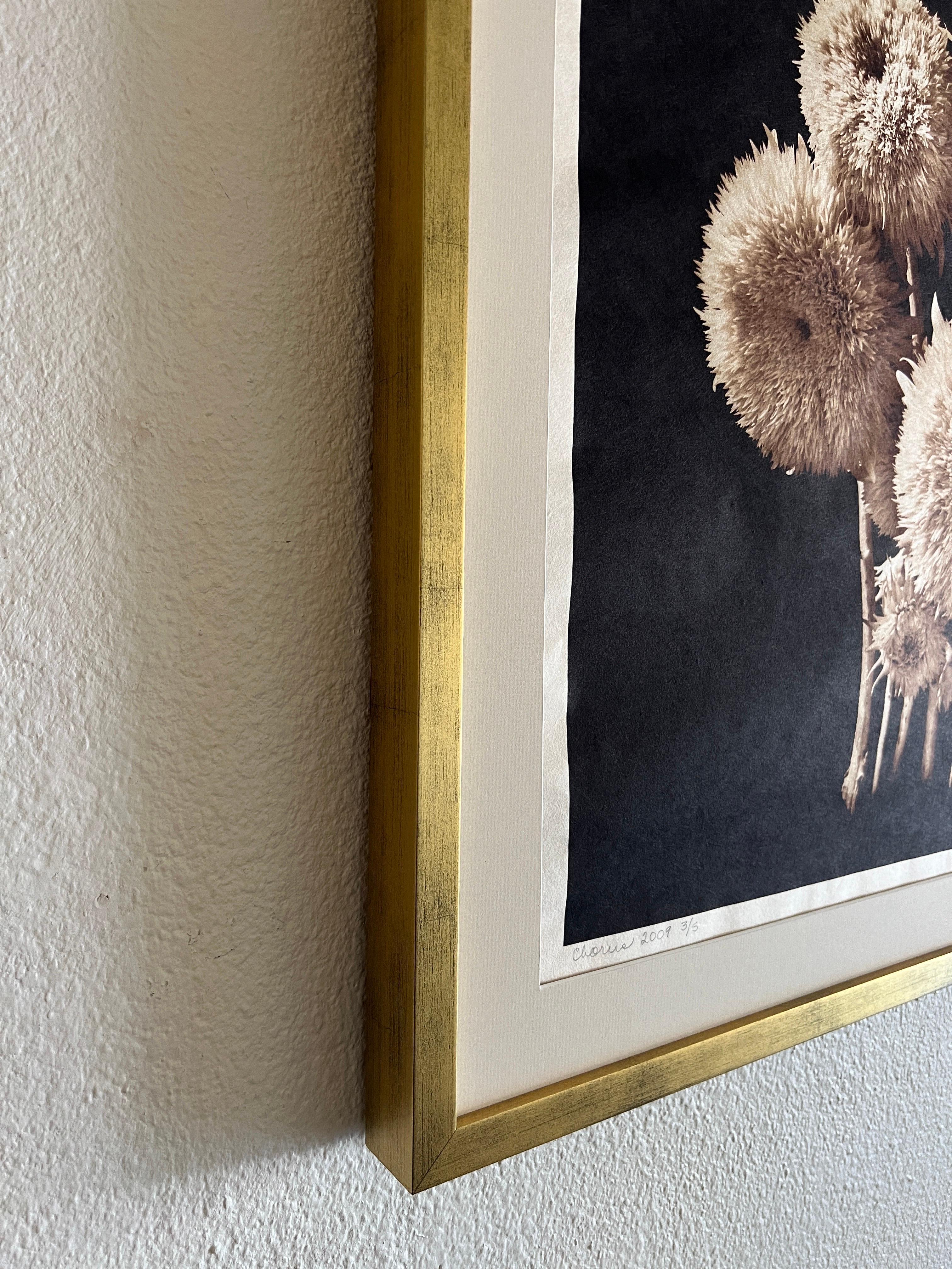Coro, fotografía contemporánea de botánica. - Photograph Contemporáneo de Reenie Barrow